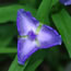 Tradescantia virginiana Zwanenberg